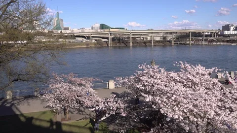 Pan of riverfront cherry blossoms - 4k Stock Footage 108006952