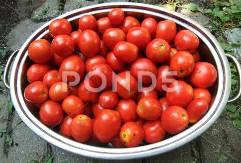 Pan of roma tomatoes Stock Photos