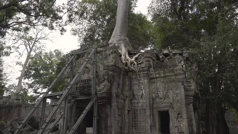 Pan up from the roots of a tree overtaki... | Stock Video | Pond5
