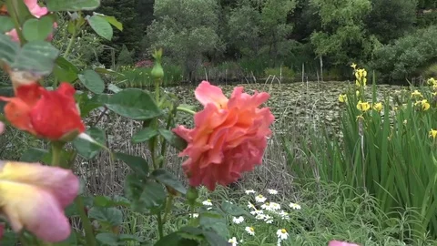 Pan from roses to pond Stock Footage 84373704