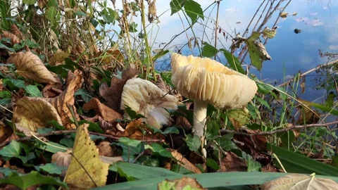 Pan round the white mushroom  Video stock 169080826