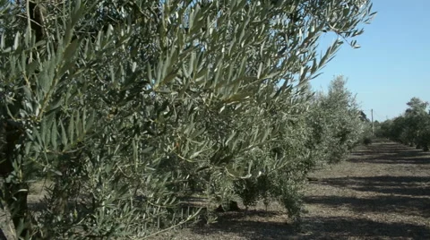 PAN row of olive trees Stock Footage 58799885