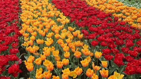 Pan of row of orange and red tulips Stock Footage 38502430