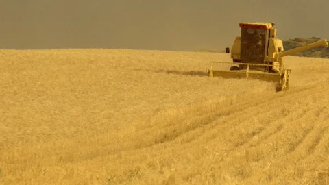 Pan rows of yellow wheat with harvester harvesting wheat Stock Footage 310538535