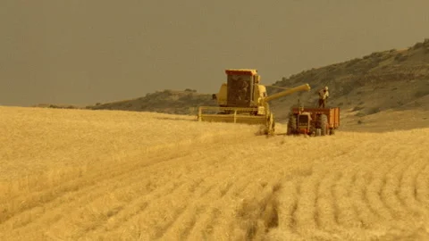 Pan rows of yellow wheat with harvester in wheatfield Stock Footage 310538712