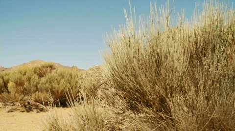 Pan from sagebrush to Volcano Stock Footage 375776