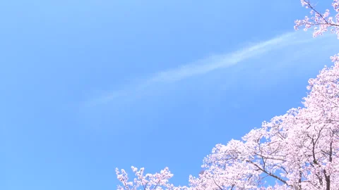 Pan of Sakura in full bloom with the blue sky in Japan. Cherry blossom. Yoshino Stock Footage 255009285