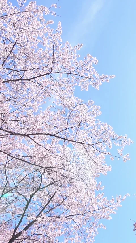 Pan of Sakura in full bloom with blue sky in Japan. Cherry blossom. Yoshino. 4K Stock Footage 329198547