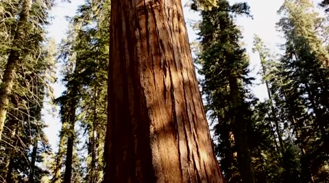 Pan Up on Sequoia Stock Footage 65053173