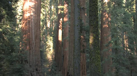 Pan of sequoia trees at Sequoia National Park 스톡 동영상 37585783