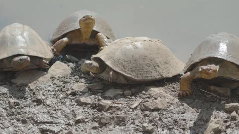 Pan of serrated hinged terrapins basking on a mud bank at pilanesberg Stock Footage 290188201