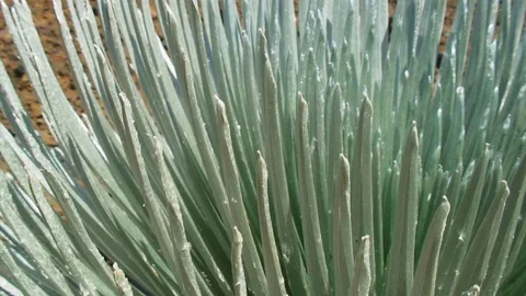 Pan from Sharp Succulent 動画素材 92630671