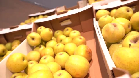 PAN Shelf full of fresh yellow and green apples Stock Footage 167930775