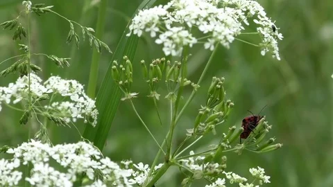 Pan: Shield bug species (graphosoma lineatum), beautiful shield bug, meadow Stock Footage 76796326