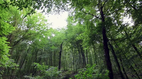 Pan shoot of green tall trees in deep forest Stock Footage 66259619