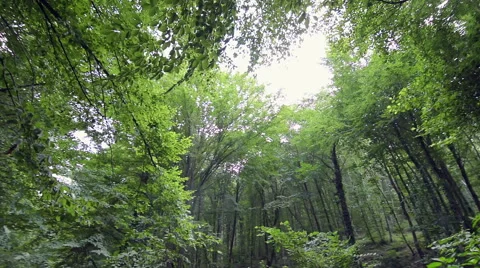 Pan shoot of long green trees in deep forest Stock Footage 66260105