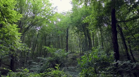 Pan shoot of long trees in deep jungle on a wind weather Stock Footage 66260529