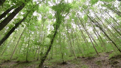 Pan shoot of tall green trees, low angle shoot Stock Footage 66257484