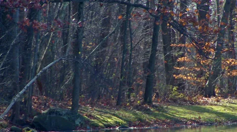 Pan from Shoreline to Forest Stock Footage 32701668