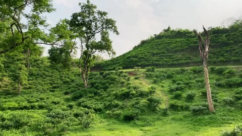 Pan shot across Khadimnagar Tea Garden hillside, Sylhet, Bangladesh Stock Footage 317237567