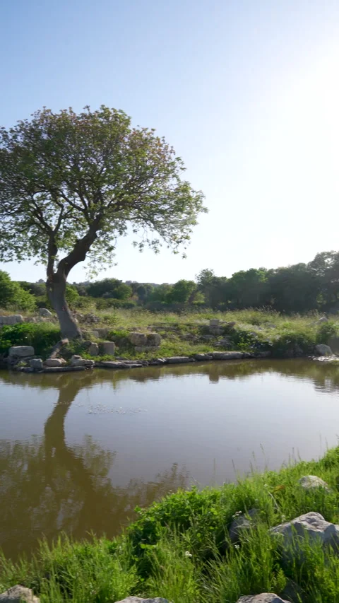 Pan shot of ancient tree and lake reflection in Teos archaeological site Video stock 333568951