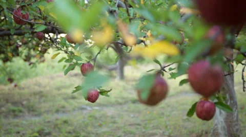 PAN SHOT: of apples growing on a tree. Stock Footage 31533744