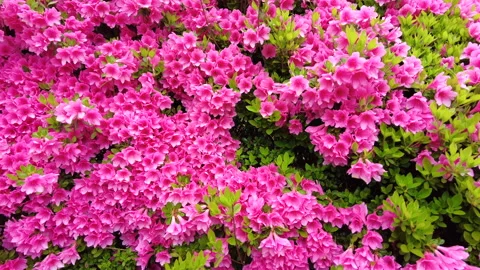 Pan shot of azalea flower in full bloom. 4K Stock Footage 232575255