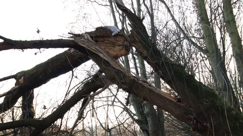 Pan shot of a big old broken tree Stock Footage 121468113