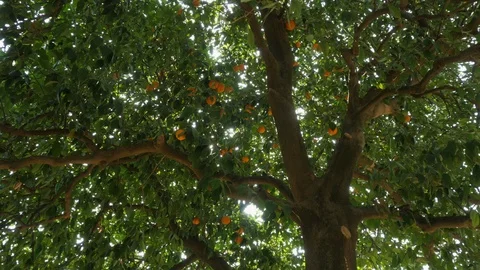 Pan shot of an big orange tree. Ripe and juicy oranges in fruit plantation. Stock Footage 117433419