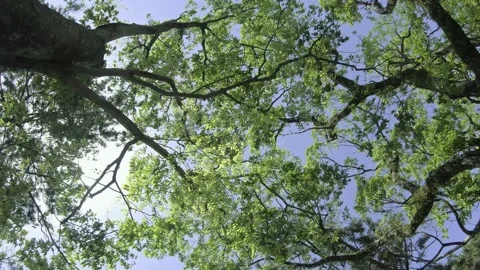 Pan shot. Big tree and green leaves swaying in wind with sunny, blue sky. Enviro Stock Footage 164112407