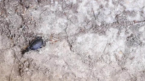 Pan shot of black cockroach Stock Footage 88918840