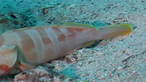 Pan Shot Of Blacktip Grouper Stock Footage 300552875