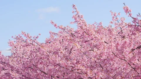 Pan Shot of Blooming Pink Cherry Blossoms Against Blue Sky 스톡 동영상 330761258