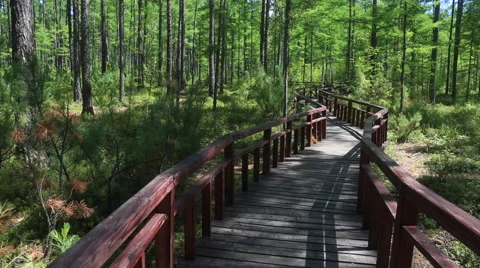 Pan shot of the boardwalk through pine trees under blue sky Stock Footage 40616101