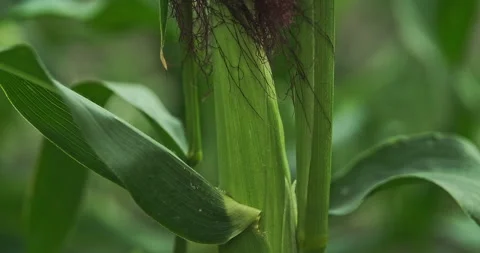 Pan shot from bottom to the top of a corn ear on a plant, close up. Stock Footage 278659889