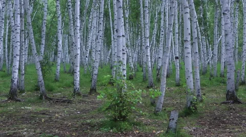 Pan Shot of braches of silver birch at a birchforest Stock Footage 40743731