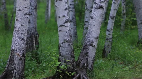 Pan Shot of braches of silver birch at a birchforest Stock Footage 40743744