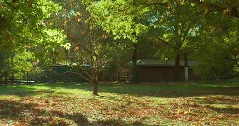 Pan shot of brown leaves on the ground outside Delacorte Theater Central Park Stock Footage 219565945