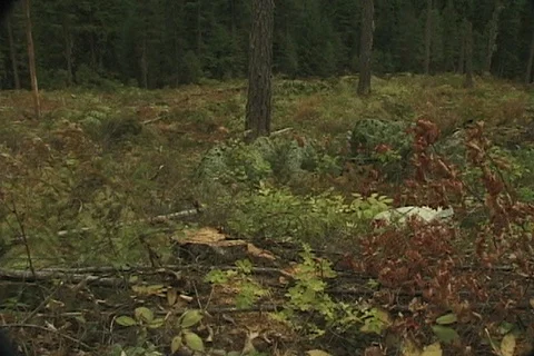 Pan Shot of Brush and Thinned Forest in Montana Stock Footage 121381490