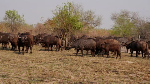 Pan Shot Of Buffalos Standing And Walking Stock Footage 236509955