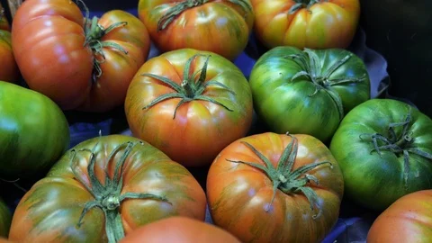 Pan shot of bulk raf tomatoes at a farmers market. Stock Footage 124462441