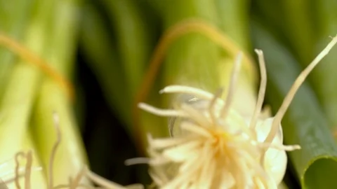 Pan Shot of Bunch Spring Onions with Roots  Video stock 124078772