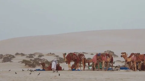 Pan shot of camel caravan preparing for the day early in the morning Stock-Footage 76936121