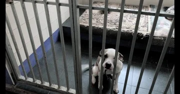 Pan Shot Camera Movement Row Of Dog Cages At Animal Shelter Stock Footage 86010792