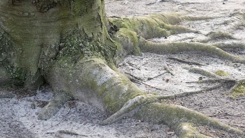 Pan Shot: Close-up of Roots And Trunk of An Old Beech Tree Stock Footage 87670174