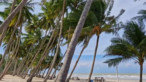 Pan up shot of coconut palm trees swaying against white sandy beach Stock Footage 274471206
