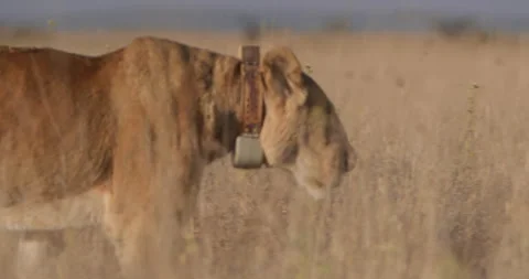 Pan shot of collared lion wandering through tall grass at sunrise Stock Footage 279041996
