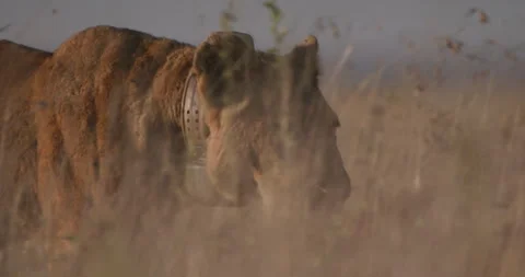 Pan shot of collared lion's head as it roams between tall grass Stock Footage 279042080