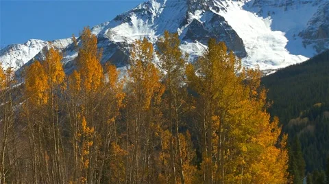 Pan shot-Colorado Mountains/Aspen Trees/Fall Stock Footage