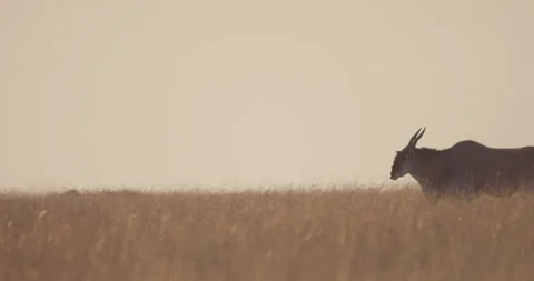 Pan shot of common elands walking across grasslands Stock Footage 279037325